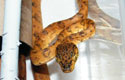 Amazon Tree Boa