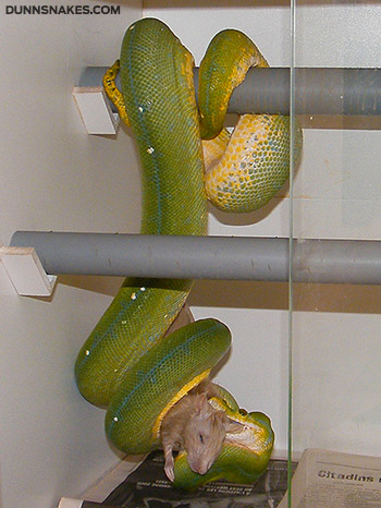Repas d'un python vert