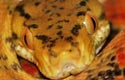 ATB, amazon tree boa