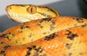 ATB, amazon tree boa