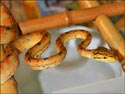 ATB, amazon tree boa