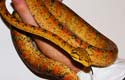 ATB, amazon tree boa
