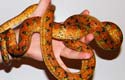 ATB, amazon tree boa