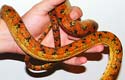 ATB, amazon tree boa