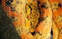 ATB, amazon tree boa