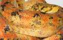 ATB, amazon tree boa