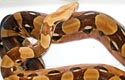 BCI pastel, femelle