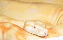 BCI albino, femelle1