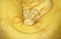 BCI albino, femelle