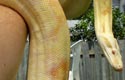 BCI albino, femelle