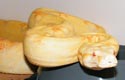 BCI albino, femelle