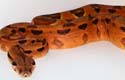 BCI morph hypo salmon, mâle