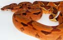 BCI morph hypo salmon, mâle