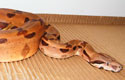 BCI hypo, mâle