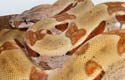 BCI hypo poss. TH moonglow