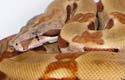 BCI hypo poss. TH moonglow