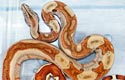 BCI phase hypo salmon, mâle