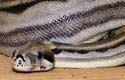 Motley Boa
