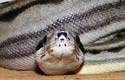 Motley Boa