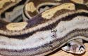 Motley Boa