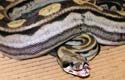Motley Boa