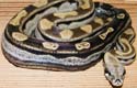 Motley Boa