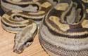 Motley Boa