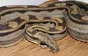 Motley Boa