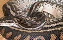 Coastal Carpet Python, femelle