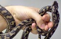 Coastal Carpet Python, femelle