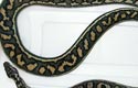 Coastal Carpet Python