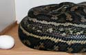 Coastal Carpet Python, femelle