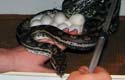 Coastal Carpet Python, femelle