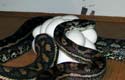 Coastal Carpet Python, femelle