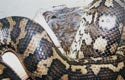 Coastal Carpet Python, mâle