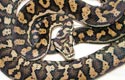 Coastal Carpet Python, mâle