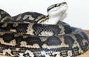 Coastal Carpet Python, mâle