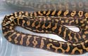 Coastal Carpet Python, mâle