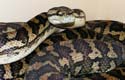 Coastal Carpet Python