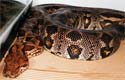 Dumeril's boa