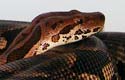 Dumeril's boa
