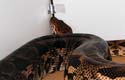 Dumeril's boa