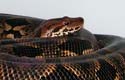 Dumeril's boa