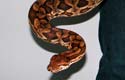 Dumeril's boa