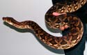 Dumeril's boa