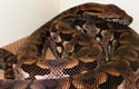 Dumeril's boa