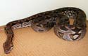 Dumeril's boa