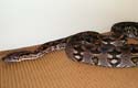 Dumeril's boa