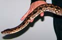 Dumeril's boa