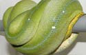 Python vert